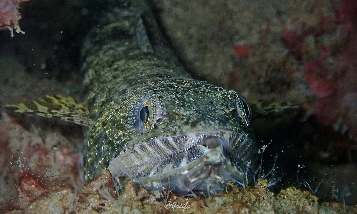 Saurida gracilis