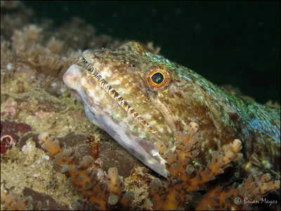 Slender Lizardfish (Saurida gracilis)
