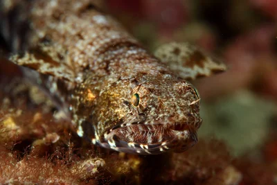 Saurida gracilis 細蛇鯔