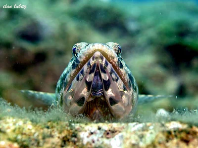 Saurida gracilis_DSC008