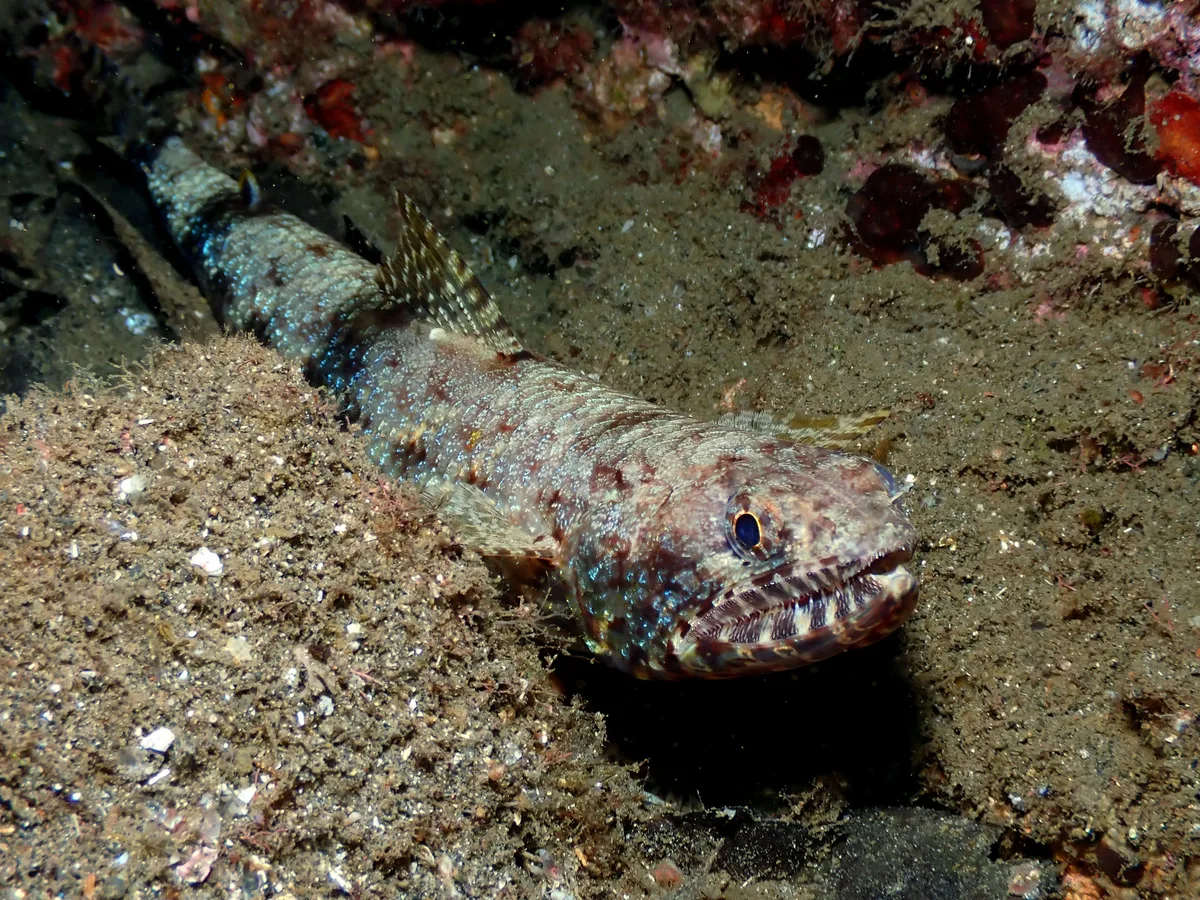 Lizardfish, resting on the bottom waiting for prey.