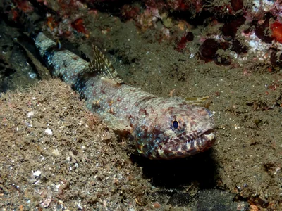 Lizardfish, resting on the bottom waiting for prey.