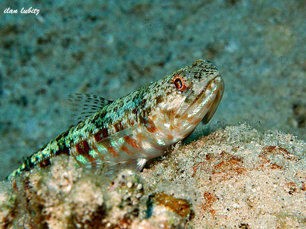Saurida gracilis DSC_055