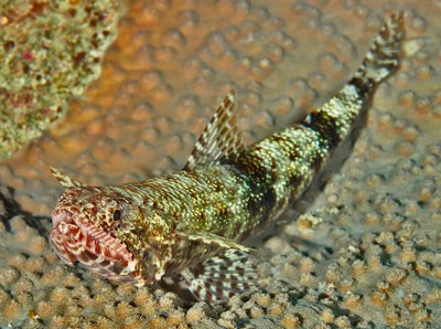 Slender Lizardfish