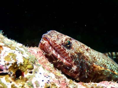 Saurida gracilis - Fiji