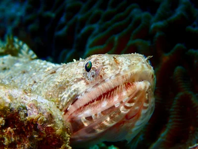 Saurida gracilis - AU