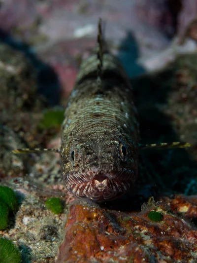 Saurida gracilis - Îlot Tenia, petit U, Nouvelle-Calédonie