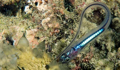 Encheliophis gracilis - La Paz, Nueva Valencia, Guimaras, Philippines