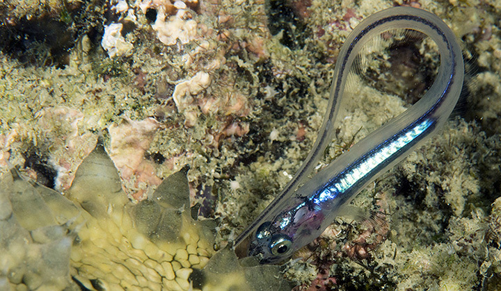 Encheliophis gracilis - La Paz, Nueva Valencia, Guimaras, Philippines
