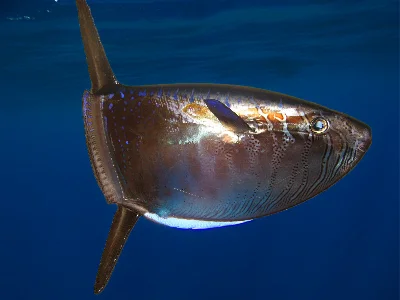 Slender Sunfish