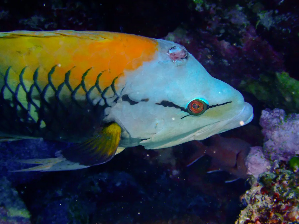 Slingjaw Wrasse