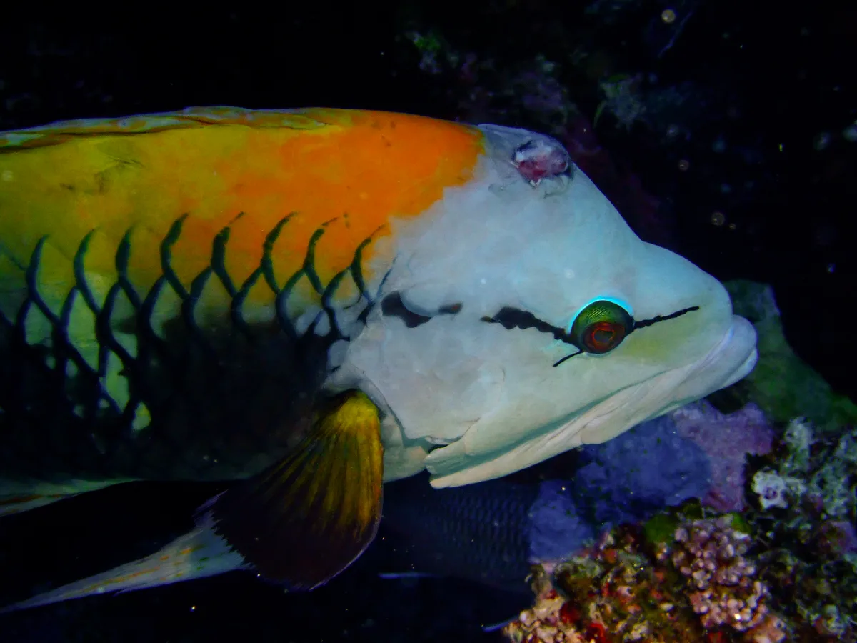 Slingjaw Wrasse