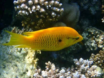 Epibulus insidiator