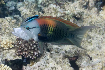 Epibulus insidiator
