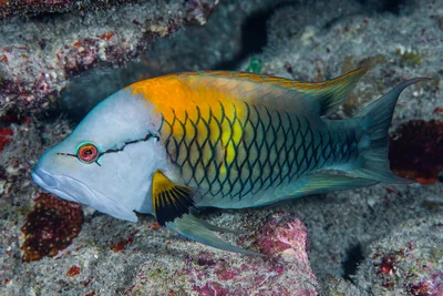 Slingjaw Wrasse, terminal phase - Epibulus insidiator