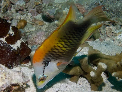 Epibulus insidiator