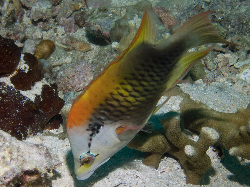Epibulus insidiator