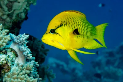 Slingjaw Wrasse - Epibulus insidiator