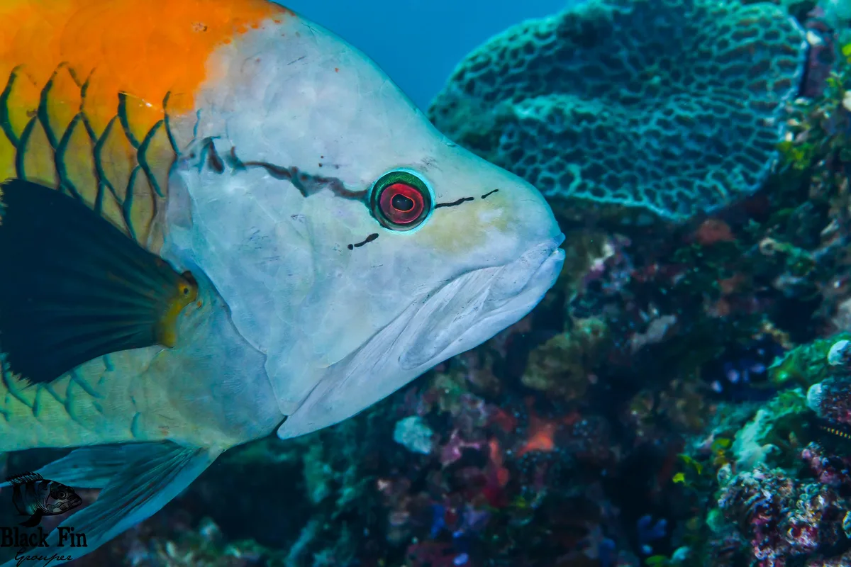 Slingjaw Wrasse (Epibulus insidiator)