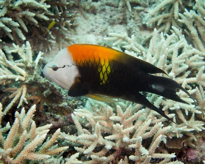 Slingjaw Wrasse (Epibulus insidiator)