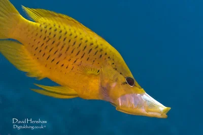Yellow Yawn (Epibulus insidiator)