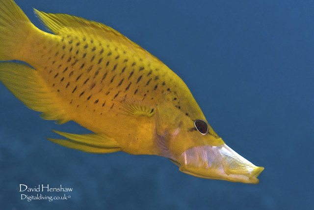 Yellow Yawn (Epibulus insidiator)