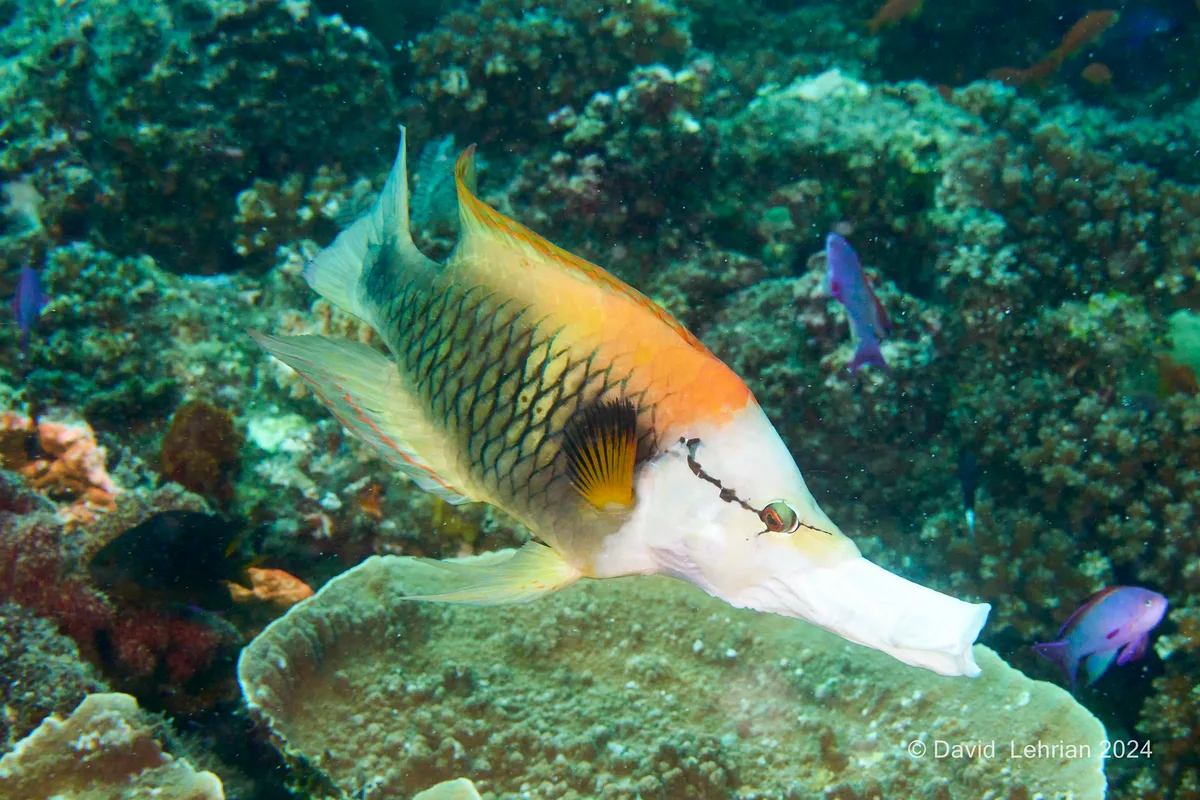 Slingjaw Wrasse