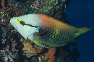 Slingjaw Wrasse
