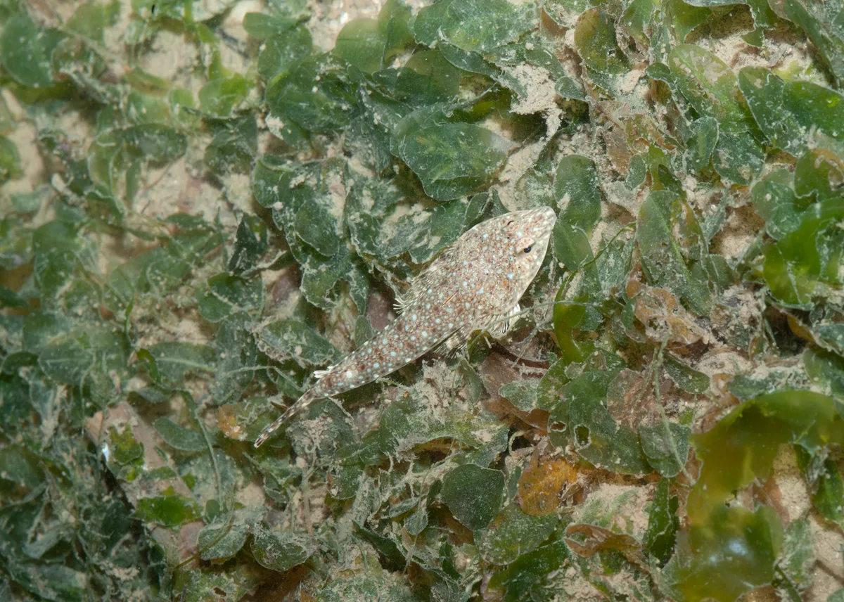 Smallhead Dragonet