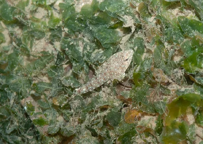 Smallhead Dragonet