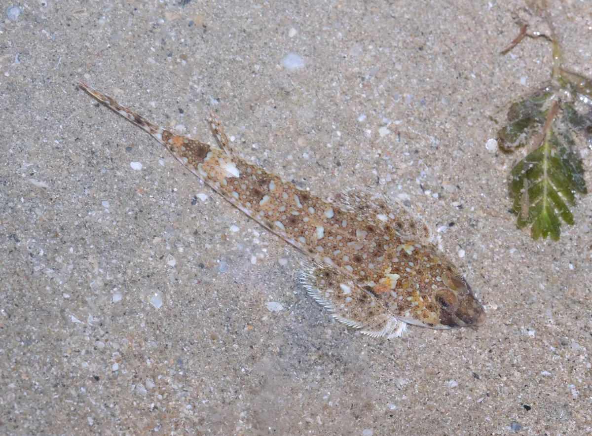Smallhead Dragonet