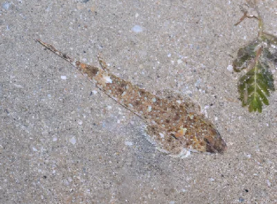 Smallhead Dragonet