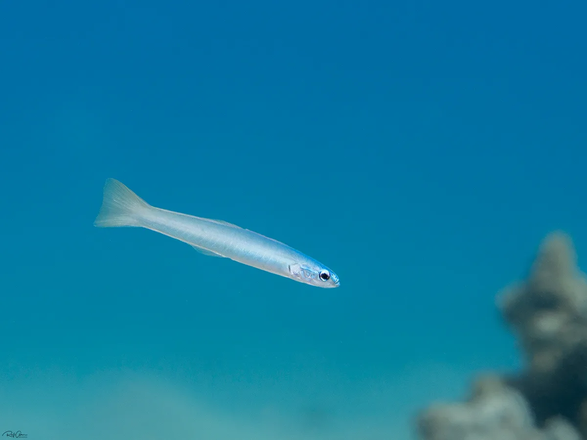 Smallscale Dartfish