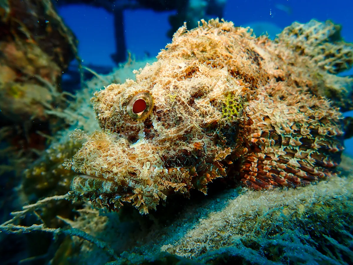 Smallscale Scorpionfish