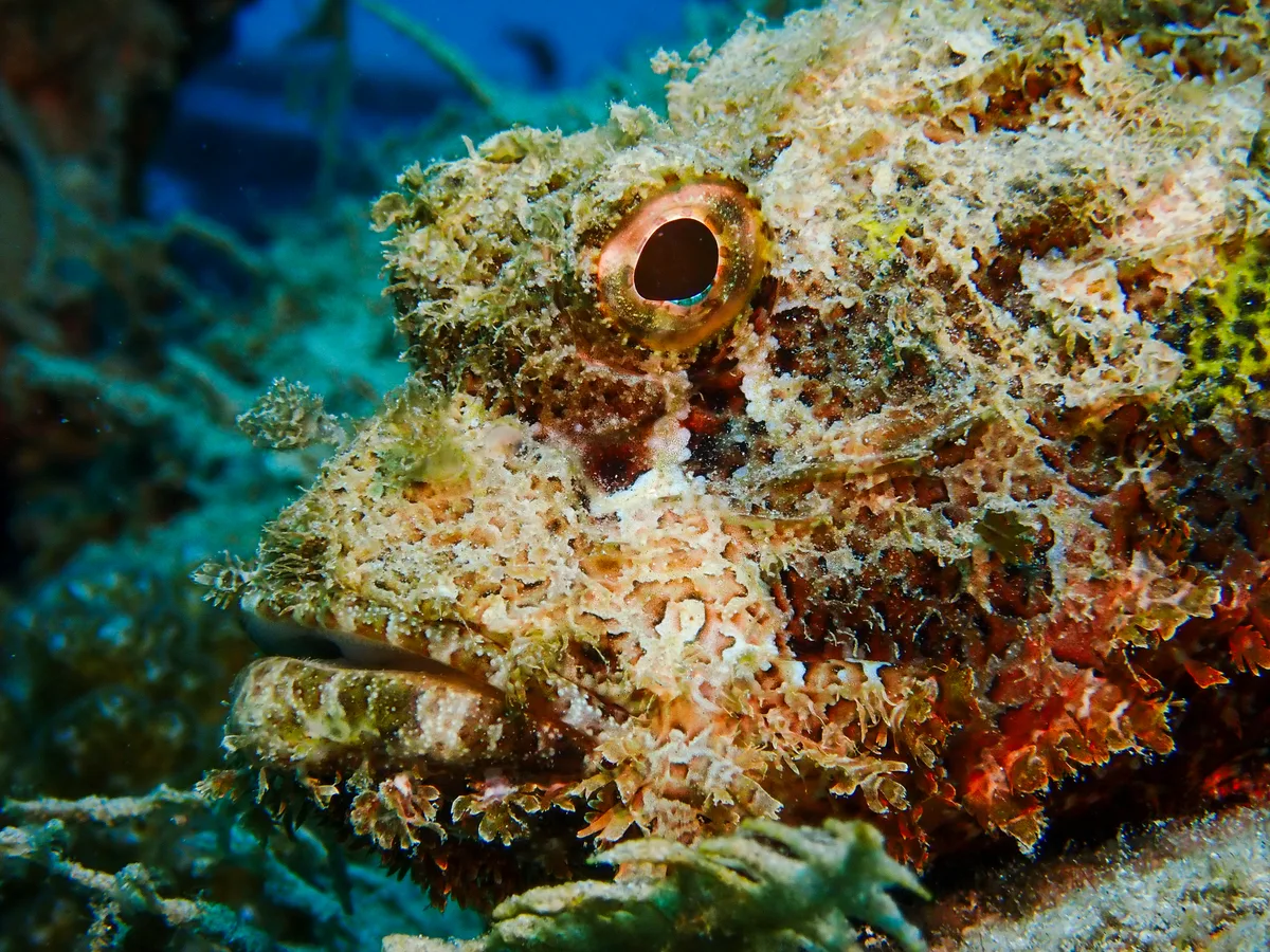 Smallscale Scorpionfish