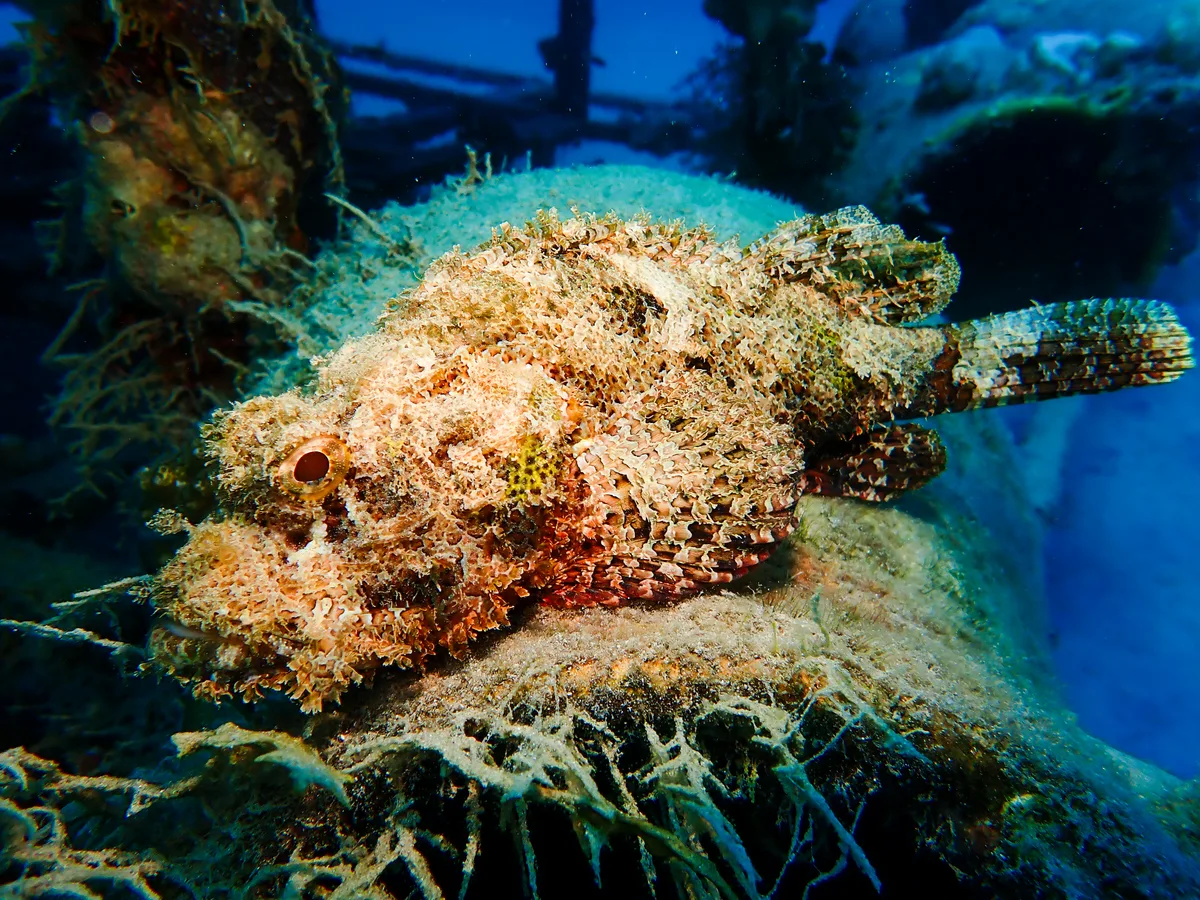 Smallscale Scorpionfish
