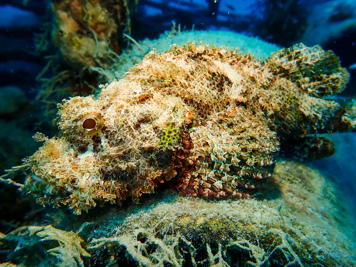 Smallscale Scorpionfish