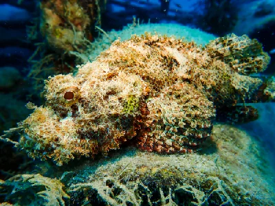 Smallscale Scorpionfish