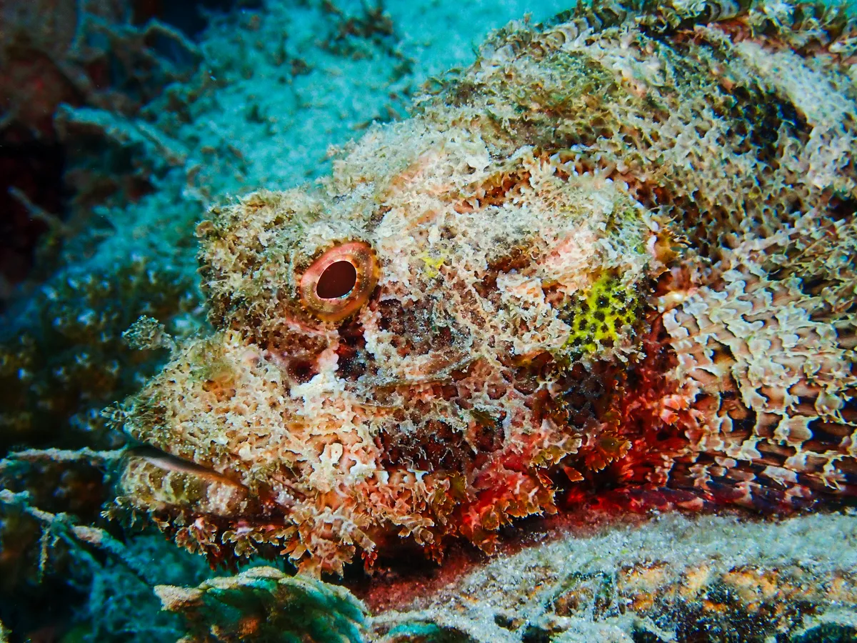 Smallscale Scorpionfish