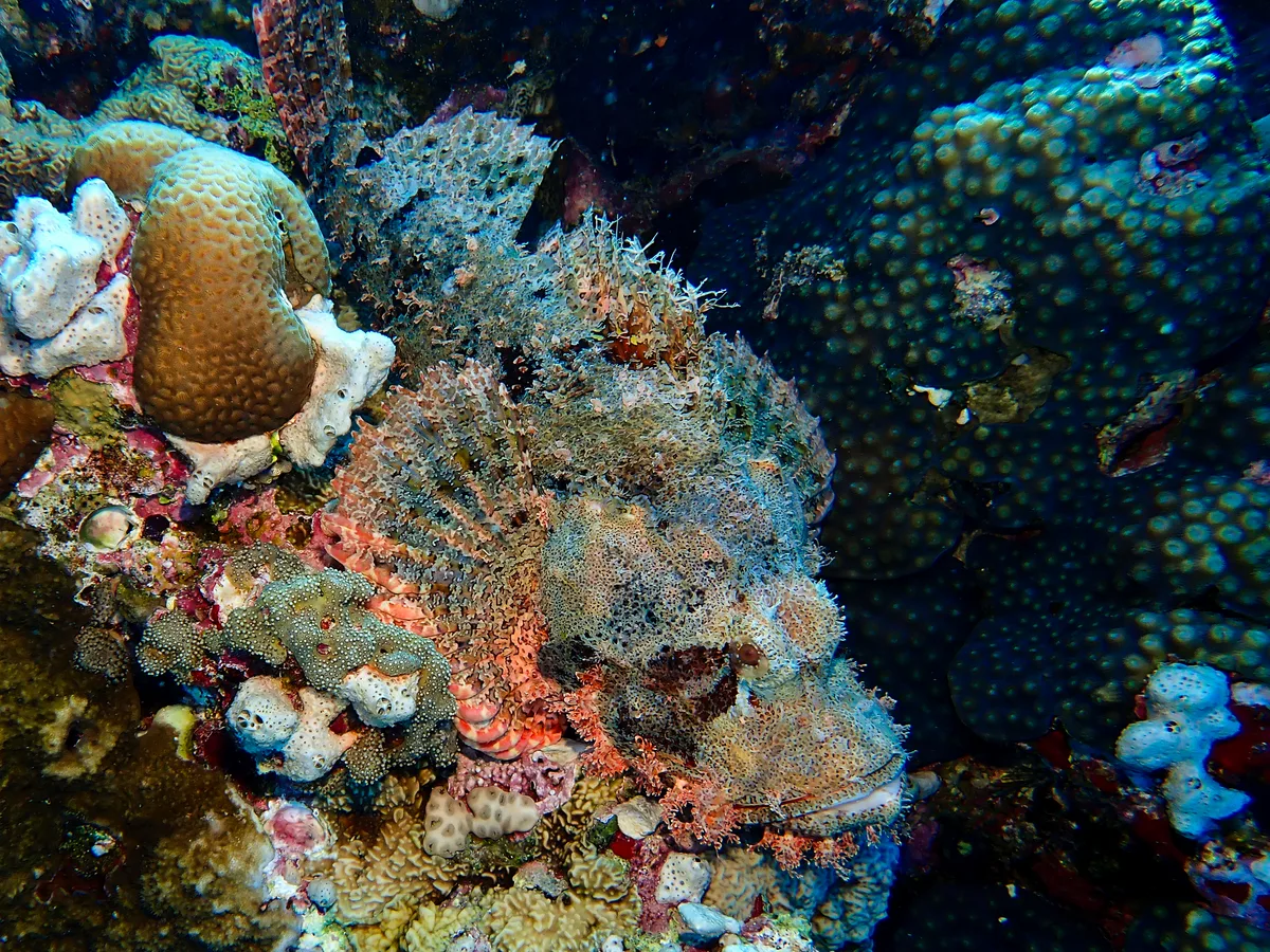 Smallscale Scorpionfish