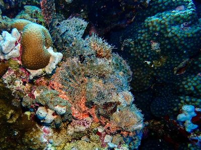 Smallscale Scorpionfish
