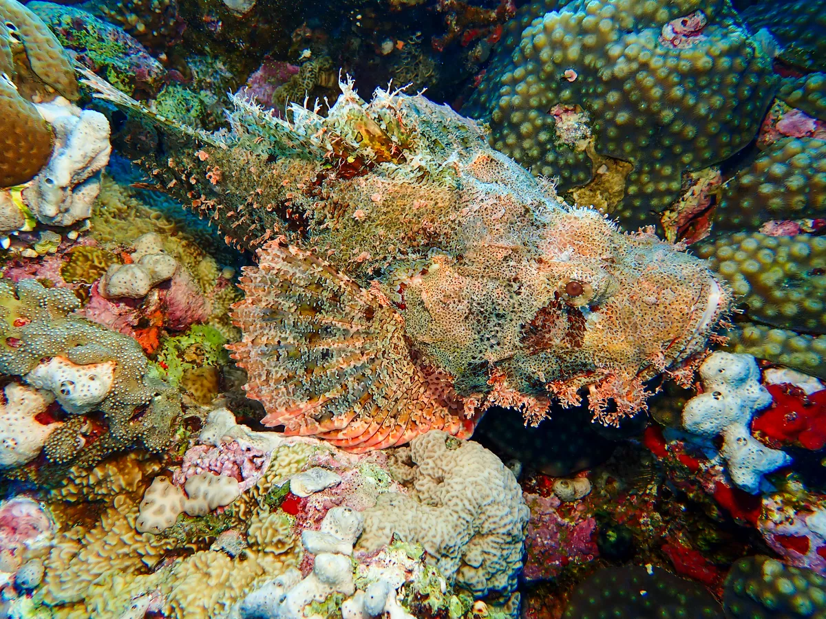 Smallscale Scorpionfish