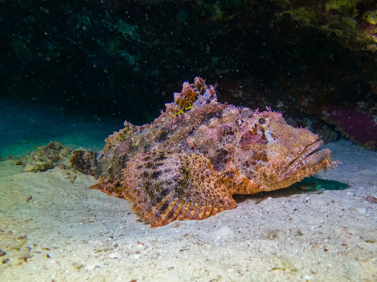 Smallscale Scorpionfish
