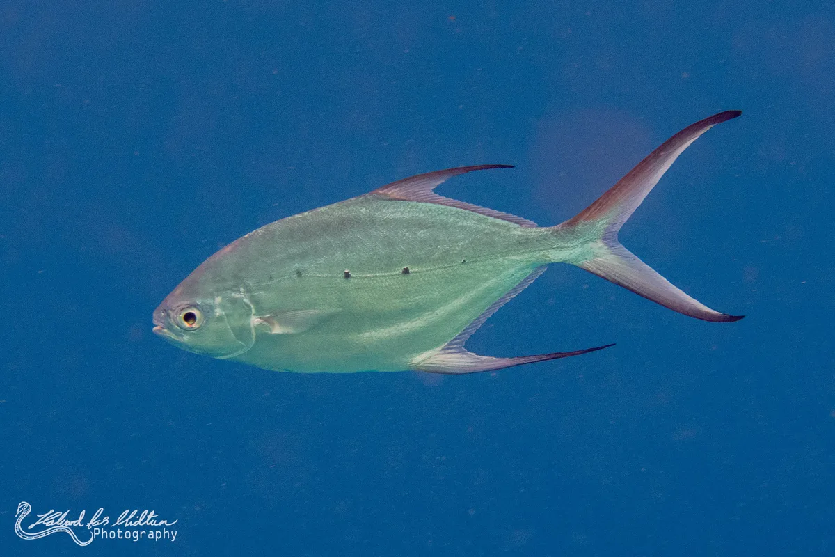 Smallspotted Pompano