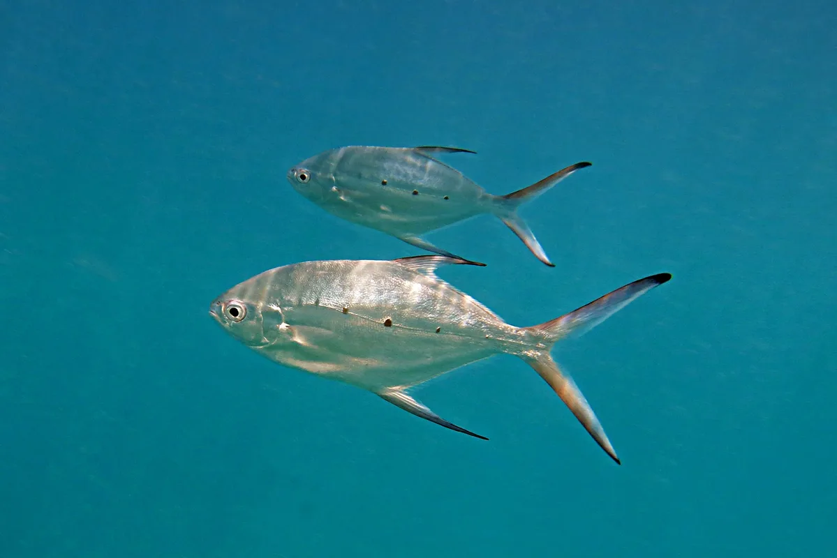 Trachinotus baillonii (Praslin -Seychelles)