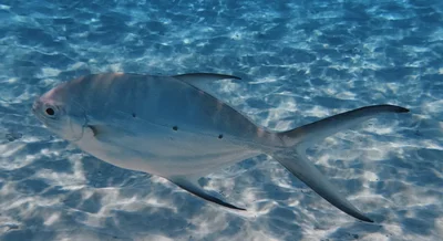 Trachinotus baillonii - Mu Ko Similan, TH-PG-TM, TH-PG, TH