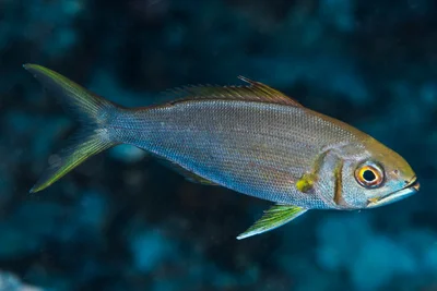 Smalltooth jobfish, subadult - Aphareus furca