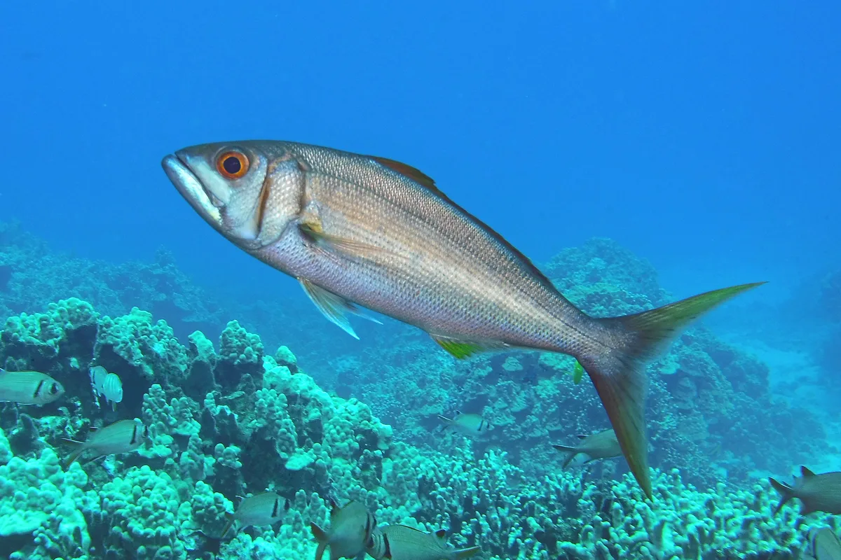 grumpy fish
