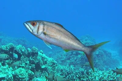 grumpy fish