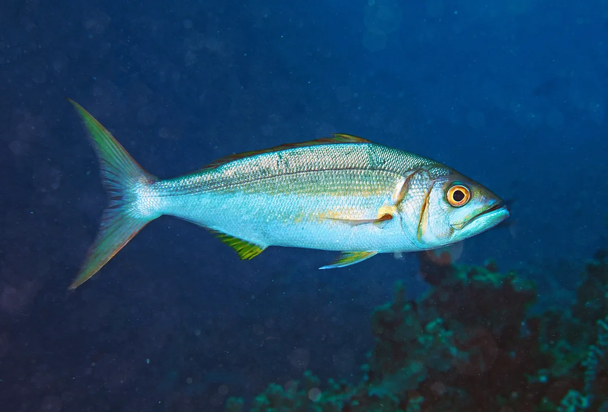 P9300059 Jobfish - Aphareus furca